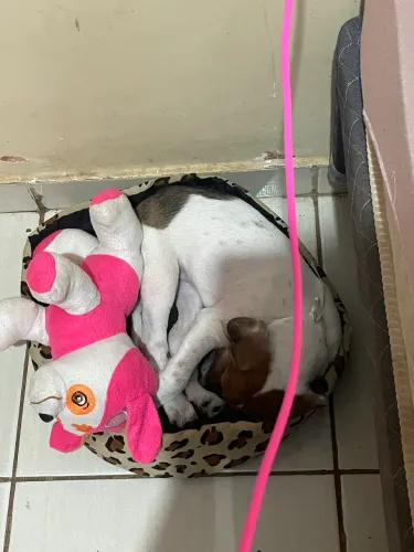 ADOÇÃO RESPONSÁVEL - MAGGIE