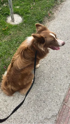 Border collie com pedigree