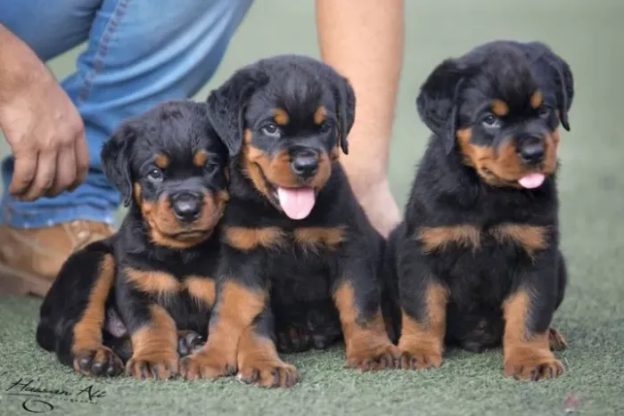 Rottweiler "Meu coração é maior que meus músculos."