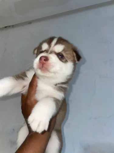 Filhote de Husky Siberiano