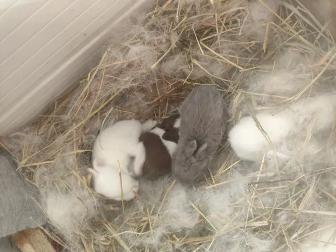 Vendo filhotes de coelho Netherland dwarf