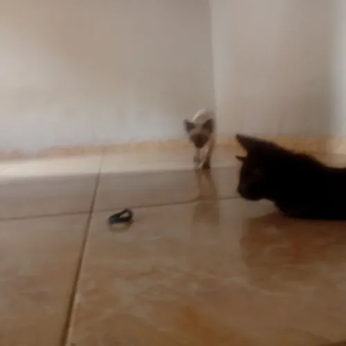 Doação de gatos
