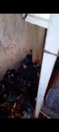 Vendo pintinhos carijó pescoço pelado