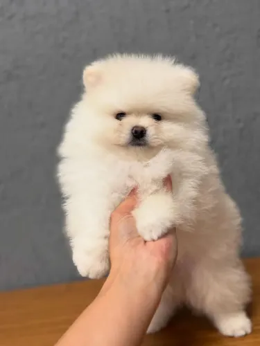 Filhote de Spitz Alemão Anão com Pedigree CBKC | Vacinado |  Parcelamento em até 12x