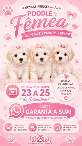 Poodle Fêmea Toy 