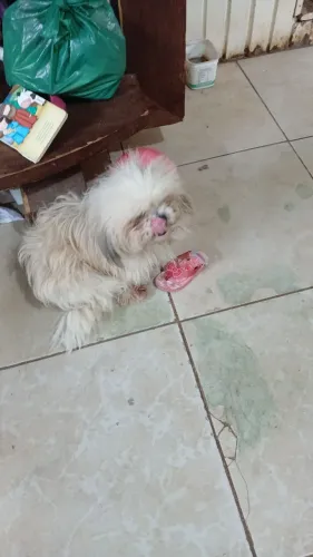 Cães de raça
