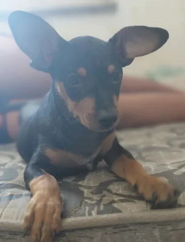 Vendo filhote de cachorro pincher 