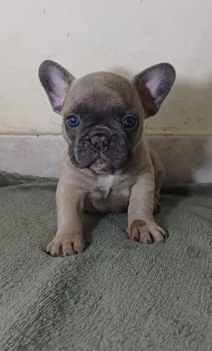 Femea exótica de bulldog françês 