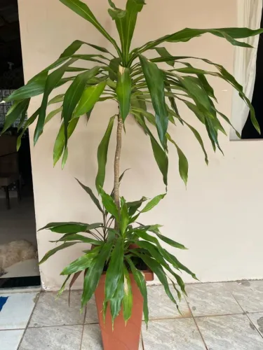 Planta Dracena