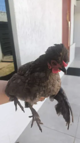 Casal de galinha Polonesa 