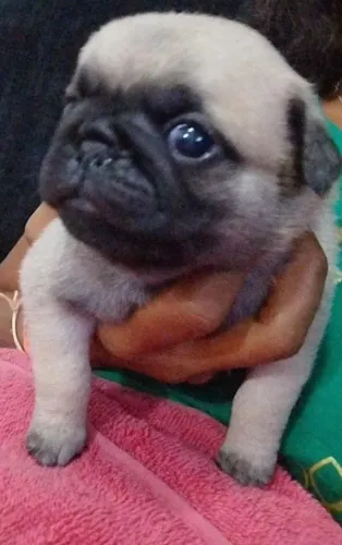 Vendo um lindo do cachorro raça Pug