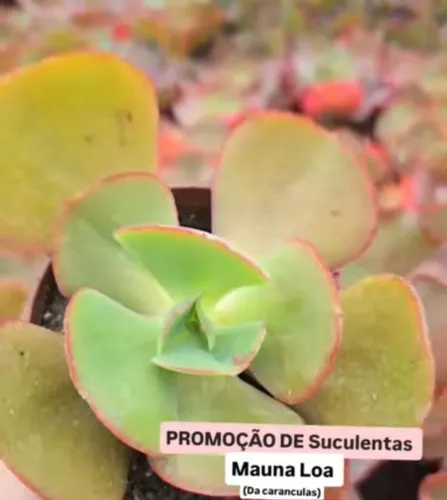 Suculentas Preciosas 