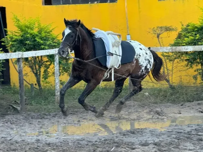 Cavalo Apalusa 
