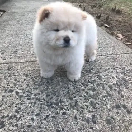 Chow Chow macho 