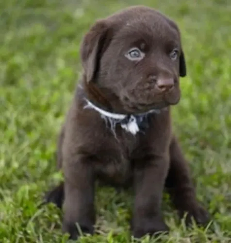 Labrador com otima linhagem 
