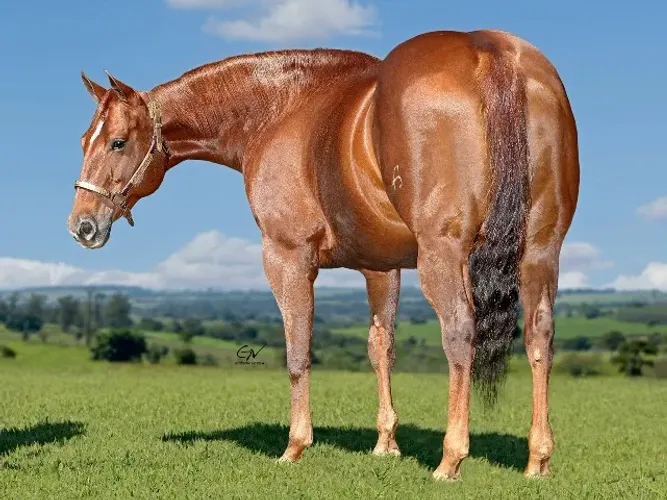 Smooth Cat Gun - Cavalo Quarto de Milha