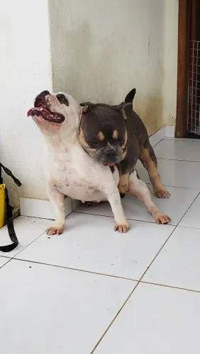 Américan Bully exótic ( fêmea no cio)