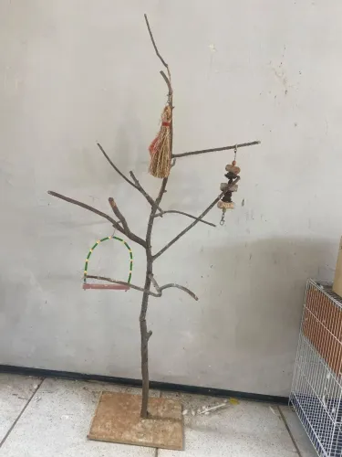 Poleiro natural de goiabeira para Calopsita e outras avess