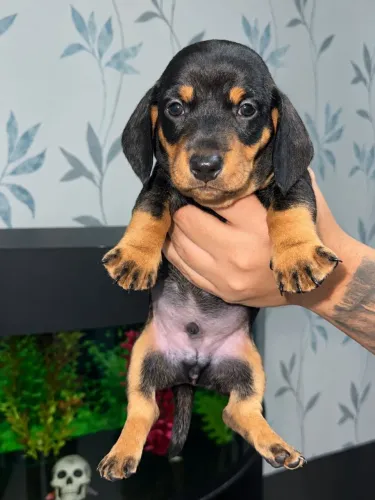 Últimos Filhotes Daschund (Salsichichas)