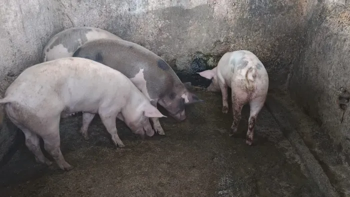 Porcos pra criação ou abate 