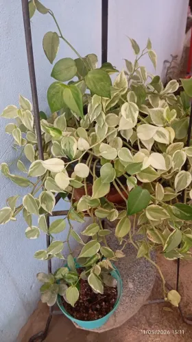 Planta jibóia
