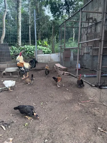 Pintinhos