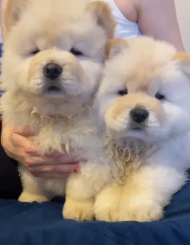 Filhotes de Chow Chow | Companhia que traz conforto diário