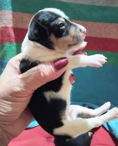 Pinscher  MACHO 000 Tricolor (Disponível para Reserva )