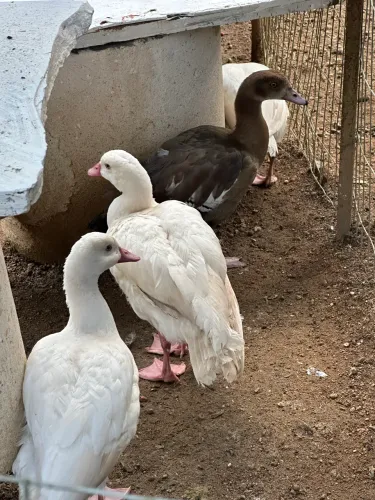 Patos marreco ganso galinha emu pavão 