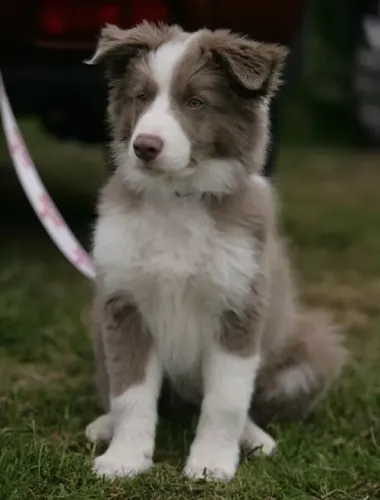 Filhote de Border Collie doce e disciplinado 