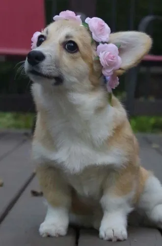 Elegantes Corgi à Venda! ?