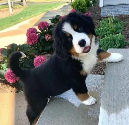 Bernese Mountain Dog Amorosos