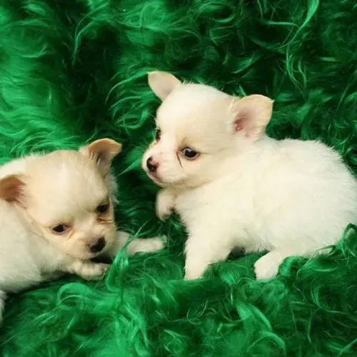 DUAS FÊMEAS DE CHIHUAHUA COR BRANCA COM 51 DIAS VACINADAS E COM PEDIGREE