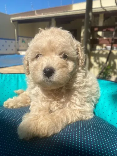 Poodle toy Temos loja fisica