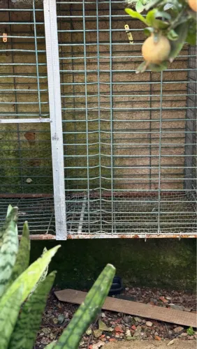 Gaiola para criação de codornas ou semi lar