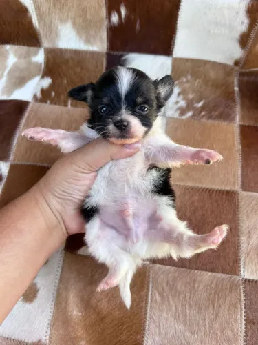 Chihuahua de pelo longo macho 