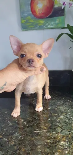 Chihuahua Minúsculo: Filhotes nas Cores Branco, Creme e Tricolor à Venda