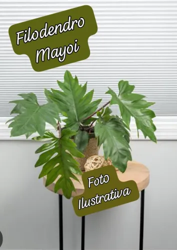 EXUBERANTE 2 MUDAS DE FILODENDRO Mayoi 