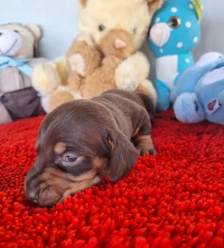 DACHSHUNDS OS MAIS QUERIDOS