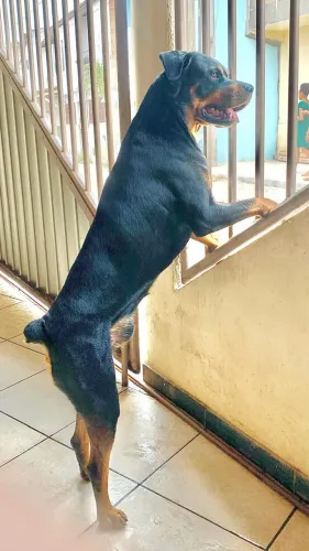 Rottweiler