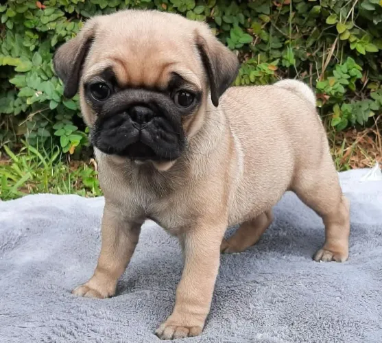FILHOTES DE PUG