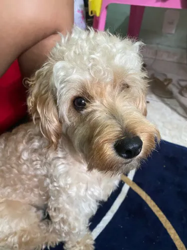 Doando cachorro