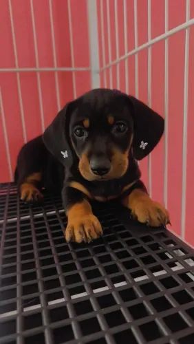 Filhote fêmea de Danchshund 