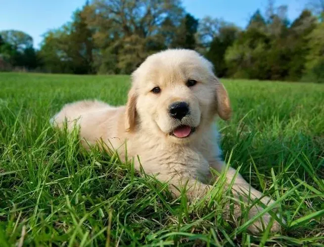 Golden Retriever Filhotes Belíssimos, Alto Padrão. 