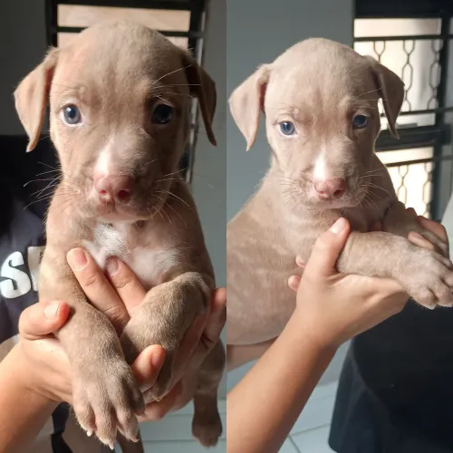 Filhote de Pitbull Puro 
