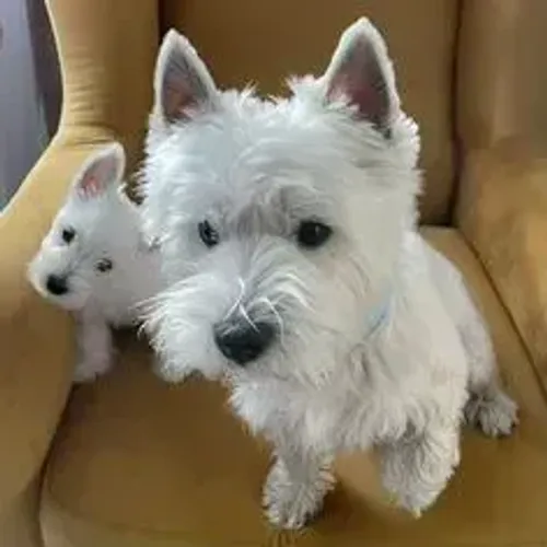 West Terrier Filhote Raça Pura Disponível