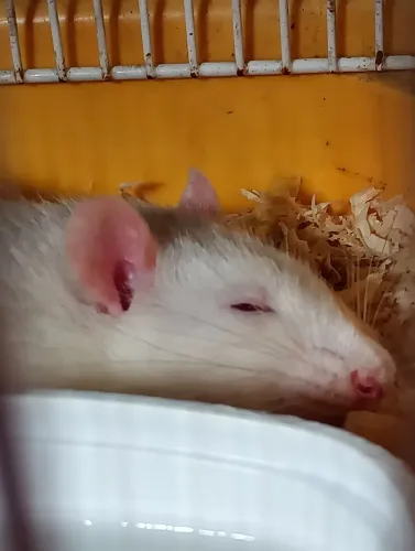 Doação rato Twister