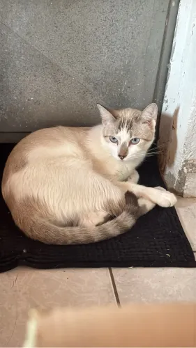 GATO MACHO PRA DOAÇÃO 
