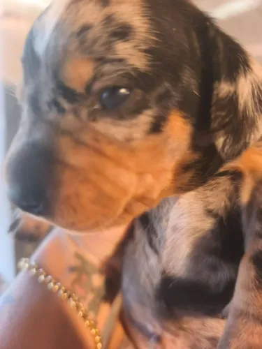Filhote de basset dachshund