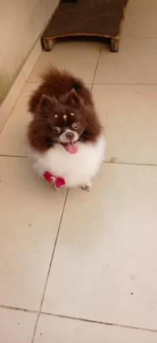 Luluzinha fêmea 2 anos